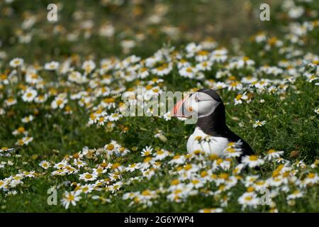 Puffin Atlantico (Fratercla arctica) tra i fiori estivi sull'isola di Skomer al largo della costa di Pembrokeshire in Galles, Regno Unito Foto Stock