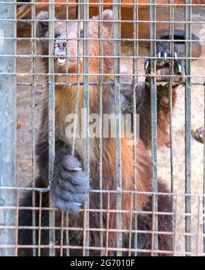 Crudele tenuta di un orso bruno in una gabbia in uno zoo. Un orso triste è bloccato in una gabbia sporca. Il concetto di crudeltà animale. Foto di alta qualità Foto Stock