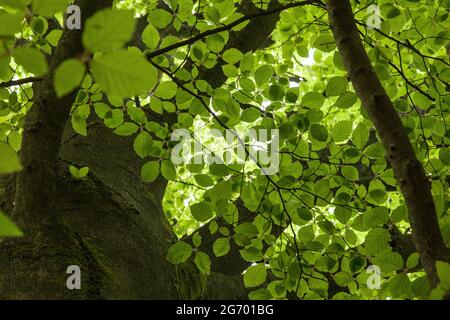 Il sole splende attraverso le foglie verdi e succose di un faggeta nella foresta. Foto Stock