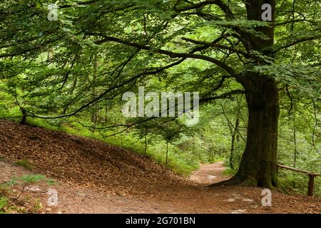 La corona di un faggio d'amore con i suoi rami si estende su un sentiero escursionistico nella foresta. Foto Stock