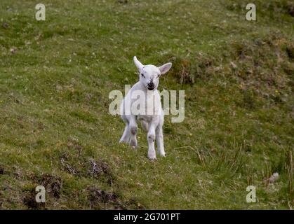 Agnelli che girovagano nelle Highlands scozzesi, Regno Unito Foto Stock