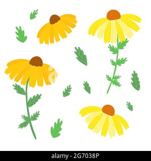 Rudbeckia Garden flower Set, susan vettore dagli occhi neri semplice illustrazione in arancione vibrante, giallo e verde colori, immagine botanica disegnata a mano per carta, banner, poster, invito, decorazione autunnale Illustrazione Vettoriale