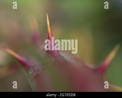 Primo piano di un blackberry Spike, Rubus sez. Rubus , Nord Reno Westfalia , Germania Foto Stock