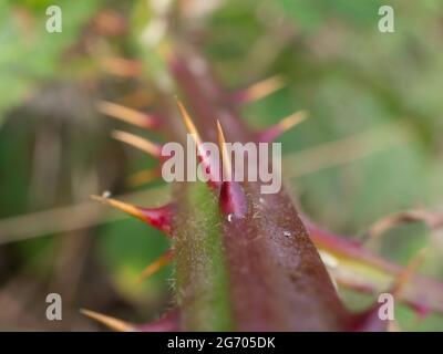 Primo piano di un blackberry Spike, Rubus sez. Rubus , Nord Reno Westfalia , Germania Foto Stock