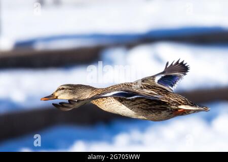 Una femmina Mallard che scivola per un atterraggio su un lago ghiacciato. Neve sfocata sullo sfondo. Foto Stock