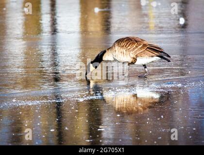 Un'oca del Canada fa il suo senso attraverso il ghiaccio. Riflessione in primo piano. Foto Stock