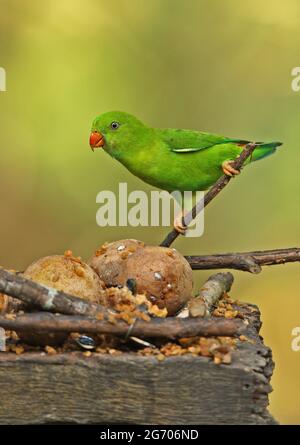 Vernal Hanging-pappagallo (Loriculus vernalis) adulto al tavolo degli uccelli Kaeng Krachan, Thailandia Novembre Foto Stock