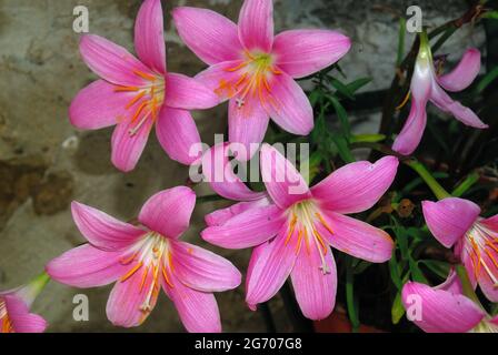 Fiore di Zafranthes carinata, conosciuto anche come giglio roseo, giglio di zephyr o fiore di pioggia, rosa brillante sei petali fiore con resistenza e stile Foto Stock