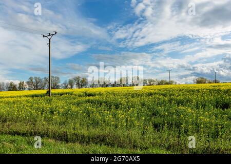 Vista della campagna rurale con campo di colza giallo, erba verde, alberi all'orizzonte, pali elettrici e linee. Giornata di primavera soleggiata con cielo blu. Foto Stock