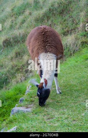 Pascolando lama alle terrazze agricole ex a Machu Picchu rovine, Perù Foto Stock