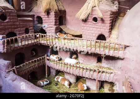 Castillo de Cuyes (casa di porcellino della Guinea) nel villaggio di Pisac, Perù Foto Stock