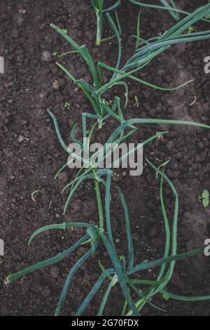 Verde, fresco, fresco, di nuova stagione cipolle primaverili (scalione) coltivate in giardino domestico in terreno marrone, adatte a vegetariani e vegani Foto Stock