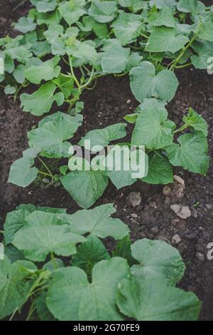 Pianta di cetrioli fresca di nuova stagione (Cucumis sativus) coltivata ecologicamente, coltivata in giardino domestico in terreno marrone, adatta a vegetariani e vegani, top v Foto Stock