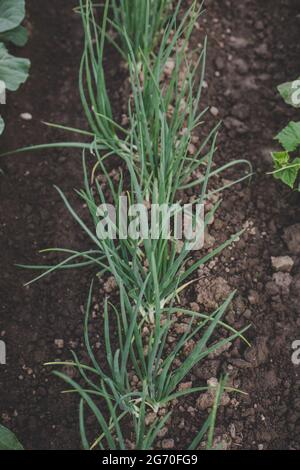 Verde, fresco, fresco, di nuova stagione cipolle primaverili (scalione) coltivate in giardino domestico in terreno marrone, adatte a vegetariani e vegani Foto Stock