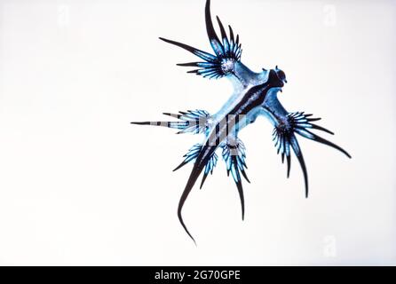 Questo nudirameno, Glaucus atlanticus, è anche noto come il glauca blu o deglutire di mare. Questi nudibranchi pelagici mangiano meduse uomo-o-guerra. Foto Stock