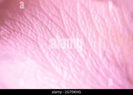 Morbida struttura rosa petalo. Macro foto di fondo naturale a struttura di petali di rosa Foto Stock