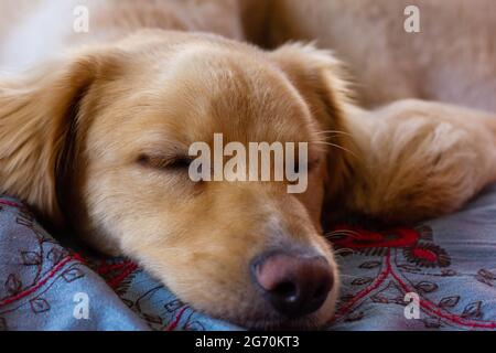 Il cane di Retriever dorato marrone chiaro dorme sdraiato nel letto. Riposo domestico per animali domestici Foto Stock