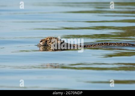 Una Jaguar che nuota attraverso un fiume nel nord Pantanal, Brasile Foto Stock