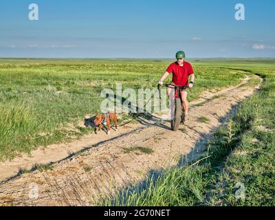 L'uomo anziano sta cavalcando una mountain bike grassa con il suo cane pitbull al guinzaglio su una strada sterrata in una prateria verde - Pawnee National Grassland in Northern Color Foto Stock