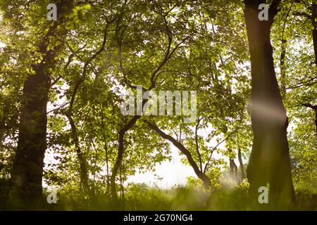 Il sole splende attraverso il folto fogliame di alberi Foto Stock