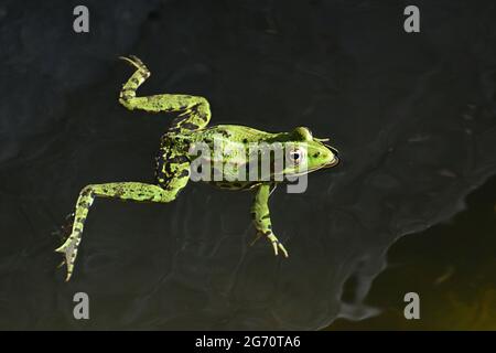 Closeup di una rana che nuotano sulla superficie di uno stagno Foto Stock