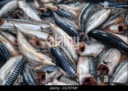 Sgombro senza testa e senza gramoletto. Pesce di mare fresco, preparato per la lavorazione Foto Stock