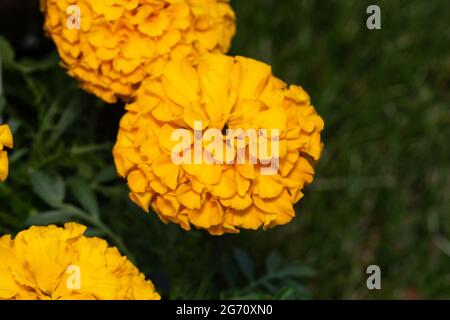Fiori Marigold in estate Foto Stock