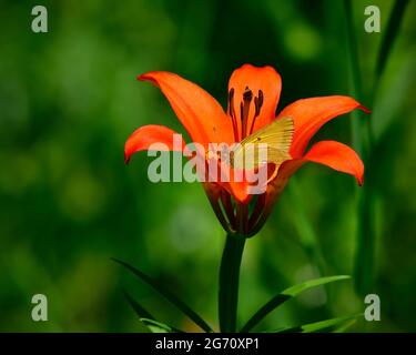 Un giglio di legno (Lilium philadelphicum) con una farfalla di zolfo dal bordo rosa (interno Colias); assaggiando il suo nettare dolce in una zona boscosa Foto Stock