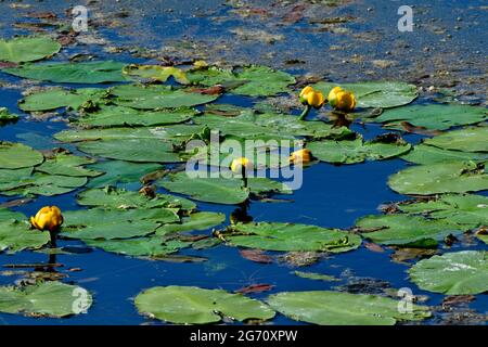 Lily pads con fiori gialli 'Nuphar lutea', che cresce in uno stagno poco profondo di acqua al lago Maxwell in Hinton Alberta Canada Foto Stock