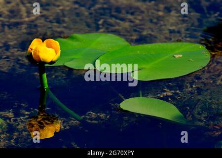 Giglio con fiori gialli 'Nuphar lutea', che cresce in un laghetto poco profondo Foto Stock