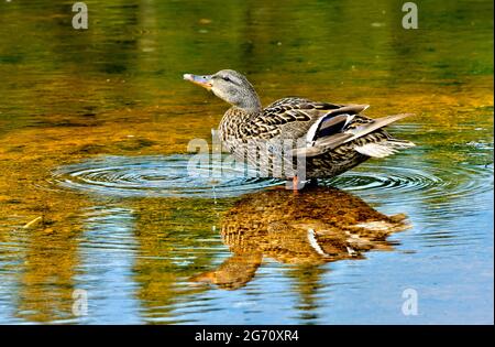 Un'immagine orizzontale di un'anatra di mallard femminile (Anas platyrhynchos) che sorseggia acqua in un'area appartata dello stagno del castoro al lago di Maxwell in Hinton Alberta Foto Stock