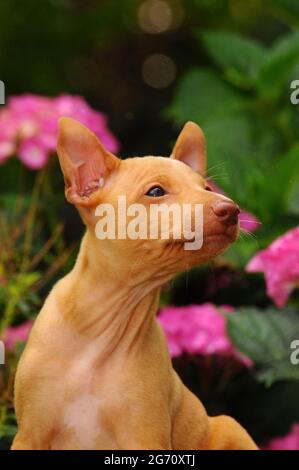 Immagine verticale di un simpatico cane Cirneco dell'Etna all'aperto Foto Stock