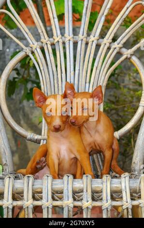 Scatto verticale di due cuccioli di cane Cirneco dell'Etna Foto Stock