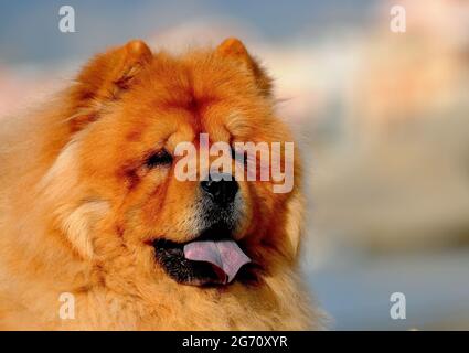 Ritratto di ? Carino Chow Chow cane Foto Stock