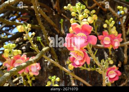 Cambogia Sihanoukville - Kampong Som - Wat Krom giardino con cannone albero fiore - Couroupita guianensis Foto Stock