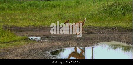 Un capriolo che corre sul sentiero, con erba verde dietro, e una pozza d'acqua di fronte alla foto. Foto Stock