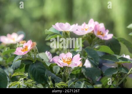 Rosa di copertura macinata 'FRU Dagmar Hastrup' - fiori di puro colore rosa pallido, grandi, non doppi, a forma di tazza, appaiono uno ad uno o in piccoli gruppi. Foto Stock