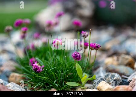 Fuoco selettivo su un singolo tegole che si nasconde in un cerotto di fiori decorativi Foto Stock