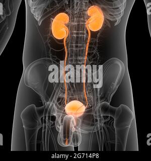 Umano Sistema urinario i reni con anatomia della vescica Foto Stock