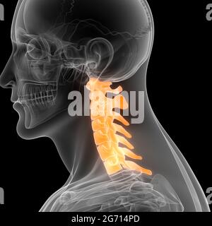 Colonna vertebrale del midollo spinale vertebre cervicali dell'anatomia del sistema scheletrico umano Foto Stock