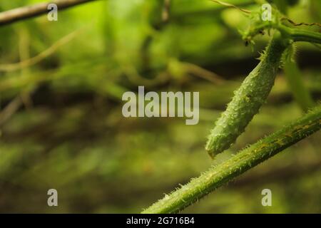 Cetriolo che cresce su pianta, immagine agricola Foto Stock