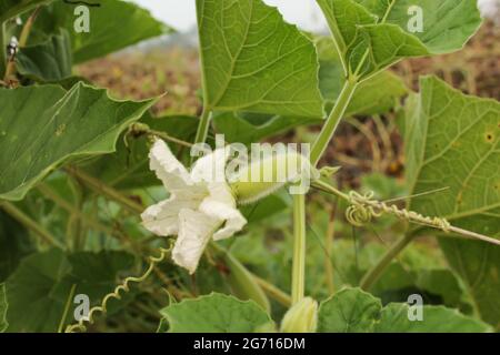 Bottiglia fiore gourd, nuova bottiglia gourd petel foto stock Foto Stock