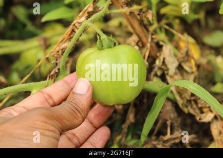 Una mano che tocca e controlla il pomodoro in campo agricolo, Foto Stock