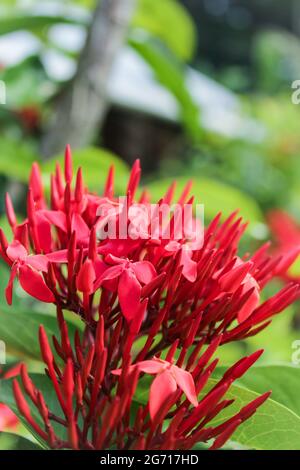 Giungla geranio fiore nel giardino Foto Stock