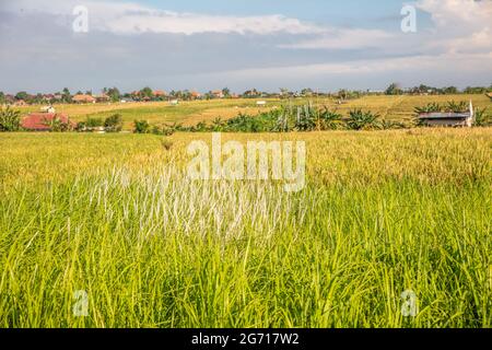 Risaie a Badung, Bali, Indonesia. Paesaggio rurale. Foto Stock