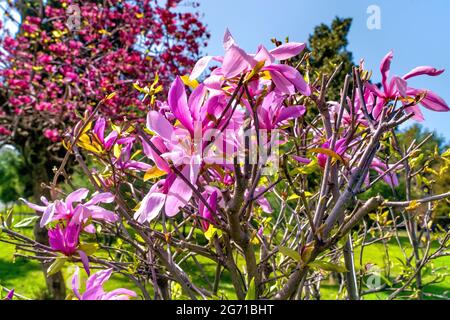 Batumi, Georgia - 7 aprile 2021: Fiori nel parco in primavera Foto Stock