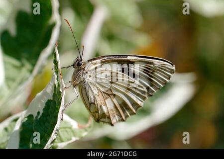 Una farfalla, melanargia galatea, siede su una foglia Foto Stock