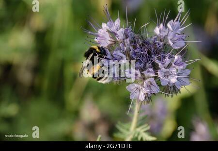 Insekt auf einer Blüte Foto Stock