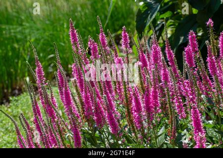 Questa immagine mostra una vista ravvicinata del paesaggio di veronica spicata (speedwell spiked) fiori in fiore in un giardino ornamentale soleggiato. Foto Stock