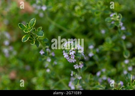 Questa immagine mostra una vista macro astratta di minuscoli fiori che emergono su una pianta variegata di timo di limone in un giardino di erbe soleggiate, con sfocato Foto Stock